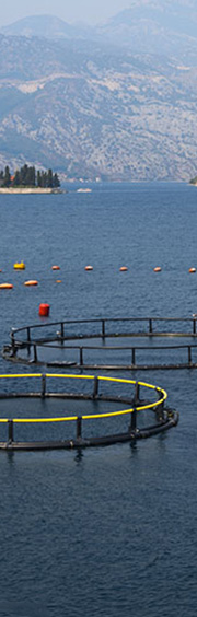 漁業